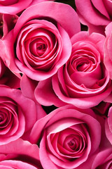 Fotomurales - beautiful pink rose flowers background