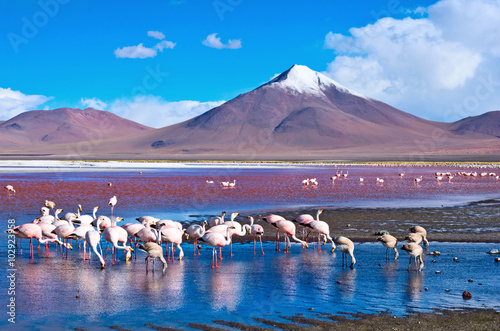 Flamingoes in Laguna Colorada ,  Bolivia Wallpaper Mural