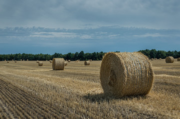 Wall Mural - Field with haystacks