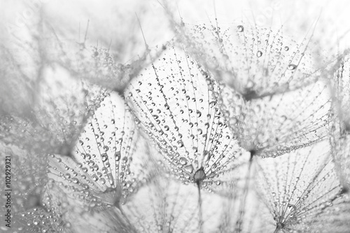 Obraz w ramie Plant seeds with water drops