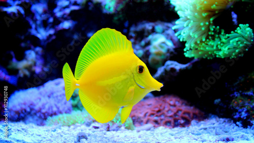 Fototapeta na szkło Yellow Tang (Zebrasoma flavescens)