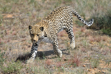 Wall Mural - africa. namibia. leopard