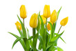 Bouquet of yellow tulips
