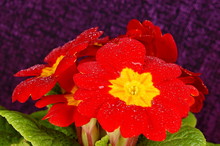 Beauty Red Primula Flower Close Up With Drops Of Water On Violet Background