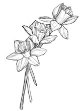 Sketch Of Narcissus Flowers Blossom