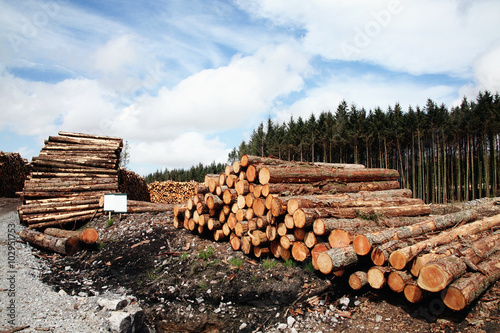 Photographie Pins forestiers journal troncs abattus par l'industrie du bois de l'expl