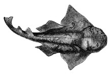 An Engraved Vintage Fish Illustration Image Of A Common Monkfish, From A Victorian Book Dated 1883 That Is No Longer In Copyright
