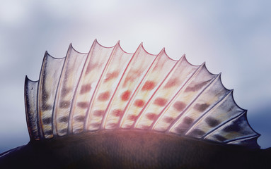 Wall Mural - Dorsal fin of a walleye (pike-perch), toned image