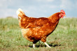 Braunes Huhn läuft auf einer Hühnerweide, Nahaufnahme