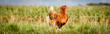 Braunes Huhn auf einem Biohof läuft im langen Gras, Banner
