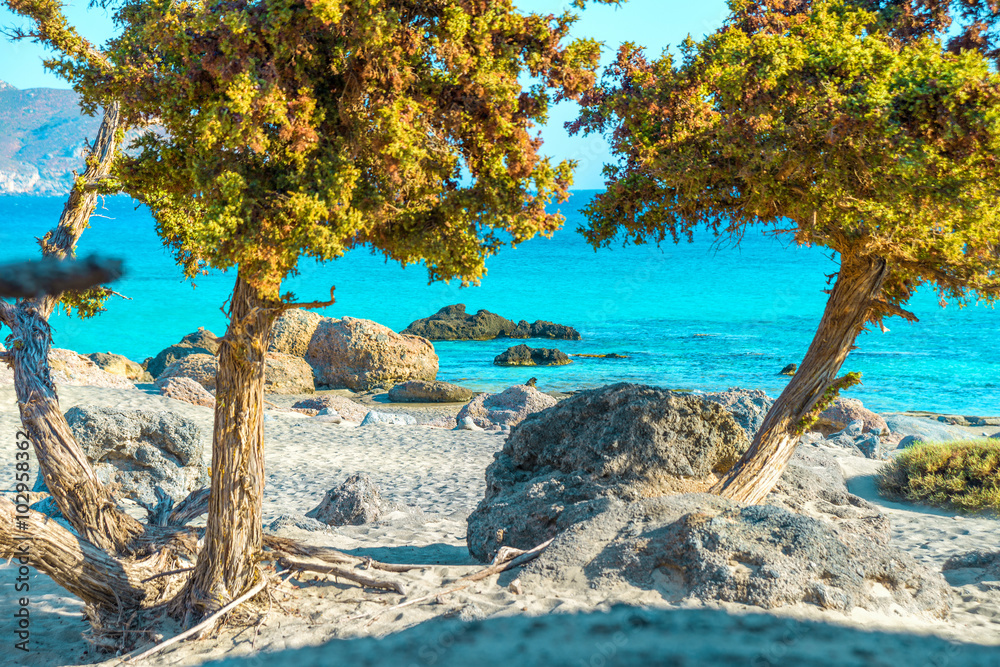 Beautiful cretan beach with cedar trees, Greece - obrazy, fototapety, plakaty 