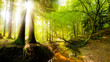 Wald mit Bach und Sonne