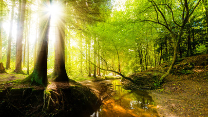 Poster - Wald mit Bach und Sonne