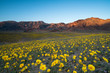 Wildflower blooming in Death Valley
