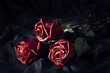 Three dry roses