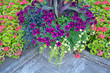 Colorful petunias and geraniums garden