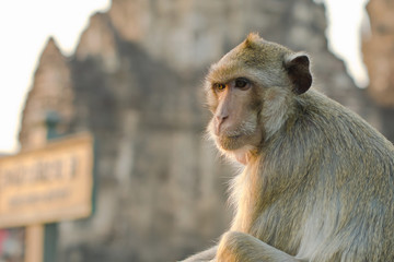 Wall Mural - Long-tailed macaque monkey (Crab-eating macaque) in Lopburi prov