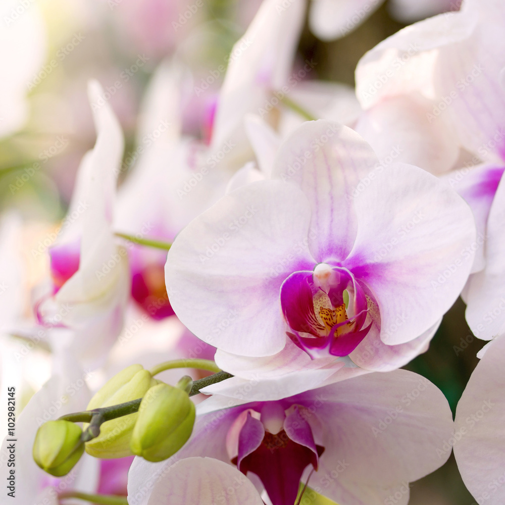 white phalaenopsis orchid flower - obrazy, fototapety, plakaty 