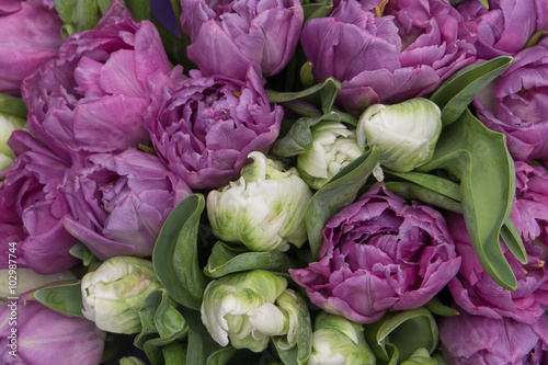 Naklejka nad blat kuchenny purple and white tulips background