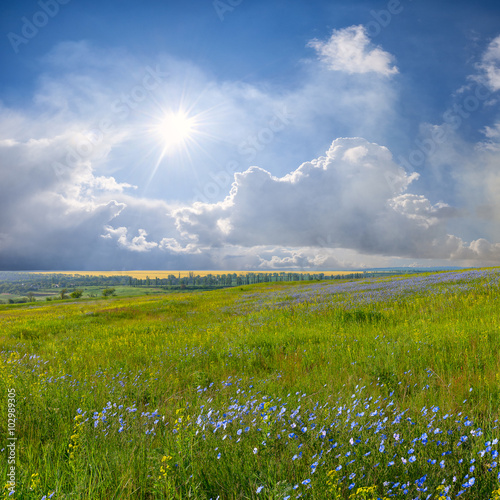 Naklejka na szybę Blue flower meadow and clouds