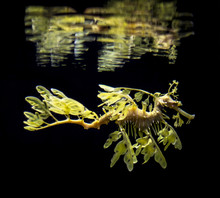 The Leafy Seadragon, Phycodurus Eques