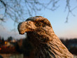 © Markus Loretto - Adler-Statue aus Stein