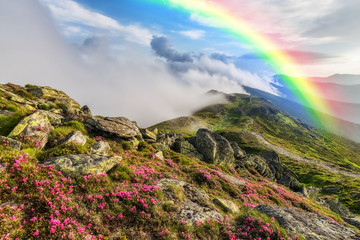Wall Mural - landscape with flowers and rainbow