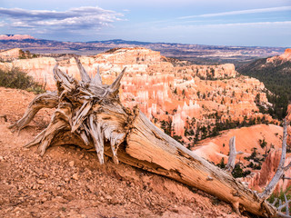 Wall Mural - bryce canyon