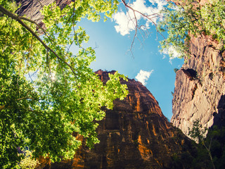 Wall Mural - zion national park, utah, usa