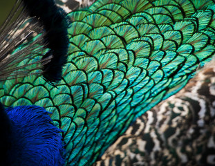  peacock