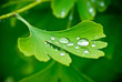 drops of water on the leav of ginkgo