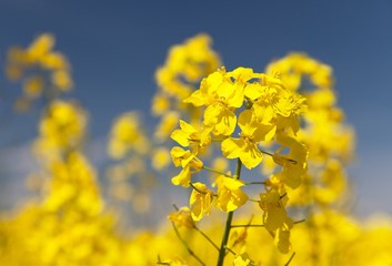 detail of flowering rapeseed - Brassica Napus