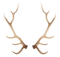 large antler isolated on white background