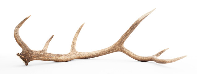 large antler isolated on white background