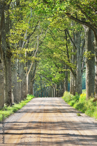 Naklejka na szybę Old road through the beautiful alley in the countryside. Ligatne, Latvia