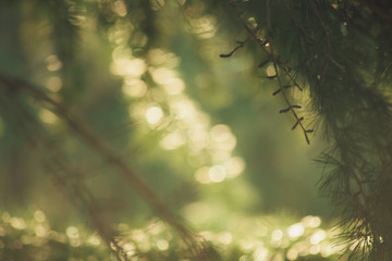 Canvas Print - defocused evergreen branch