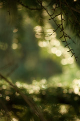 Canvas Print - defocused evergreen branch