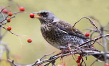 The Blackbird Holds The Red Berries Of Rowan In Its Beak At A Park In Autumn