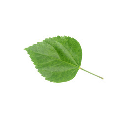 Green leaf of Hibiscus; closeup on white background