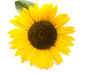 One Big Sunflower Round