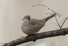 Collared Dove (Streptopelia Decaocto)