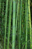 Fototapeta  - Lush green bamboo