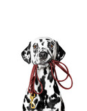 Fototapeta Koty - Dalmatian is holding the leash in its mouth