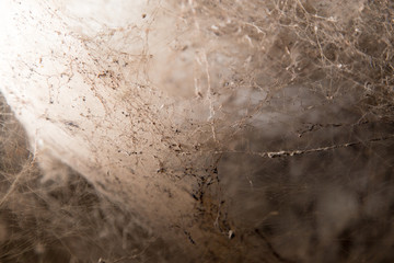 Wall Mural - old cobwebs on the wall as background