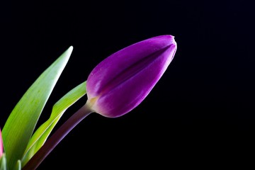 Wall Mural - Beautiful tulip flowers isolated on black background