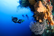 SCUBA divers exploring a deep, vertical coral wall.