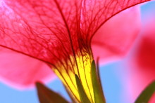 Closeup Macro Of Dark Pink And Yellow Petunia Shown From Underneath
