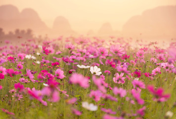 Cosmos field with mountain background.