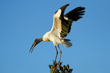 Wood Stork Spreading Wings