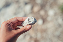 Woman's Hand Holding A Stone Imprinted With The Image Of The Shell Of An Ancient Mollusk. The Concept Of Paleontological, Biological, Historical Hobby.